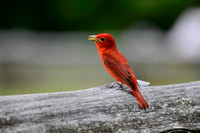 Singing Summer Tanager On A Fence Shiloh Tennessee 052120152581