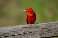 Summer Tanager On A Fence Shiloh Tennessee 052120152496