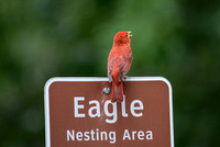 Singing Summer Tanager On Eagle Nesting Area Sign Shiloh Tennessee 052120152601