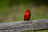 Summer Tanager On A Fence Shiloh Tennessee 052120152489