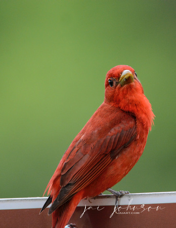 Summer Tanager Shiloh Tennessee 052120152636