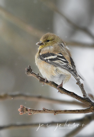 Goldfinch In Winter 495603062015
