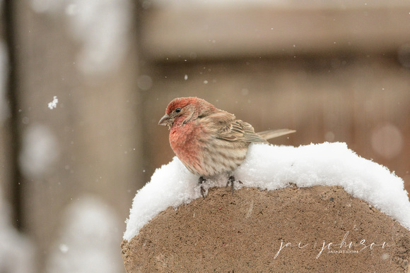 Male House Finch In Snow