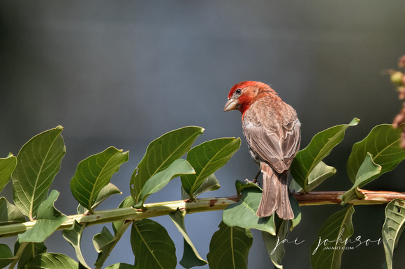 Male House Finch On Branch