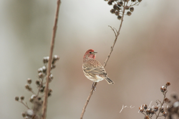 Male House Finch In Winter