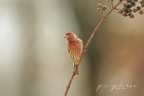 Male House Finch On A Branch 122620166327