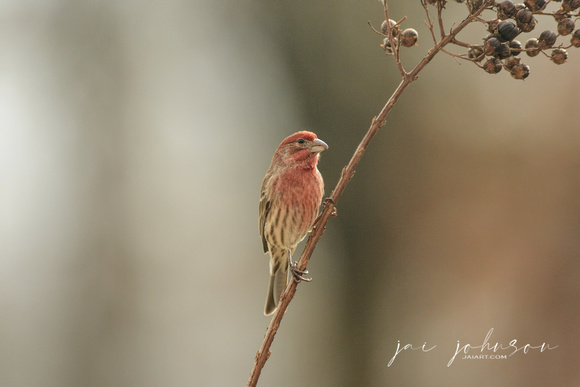 Male House Finch On A Branch 122620166337