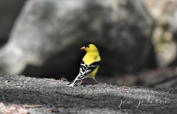 Male Goldfinch Perched On Rocks
