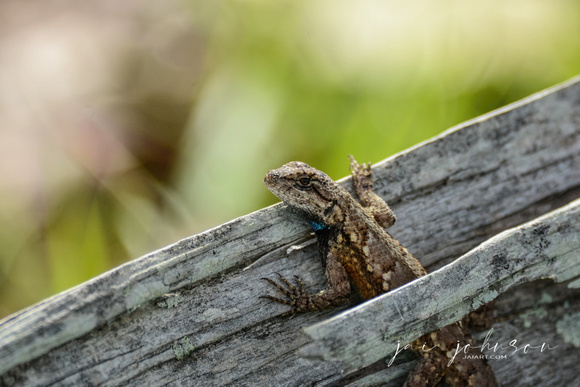 Lizard On A Wood Fence Shiloh Tennessee 052620156412