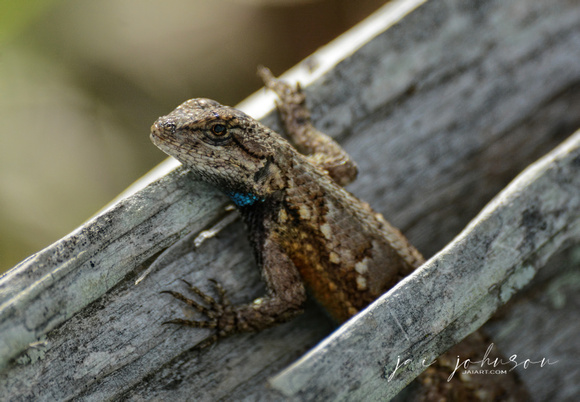 Lizard On A Wood Fence Shiloh Tennessee 052620156414