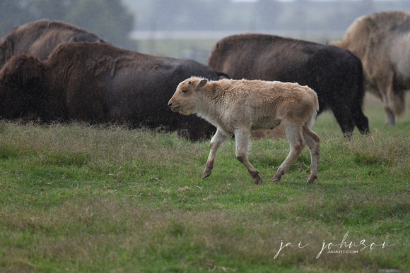 Baby White Bison Tennessee Safari Park July 2021