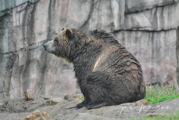 Grizzly Bear On Rainy Day