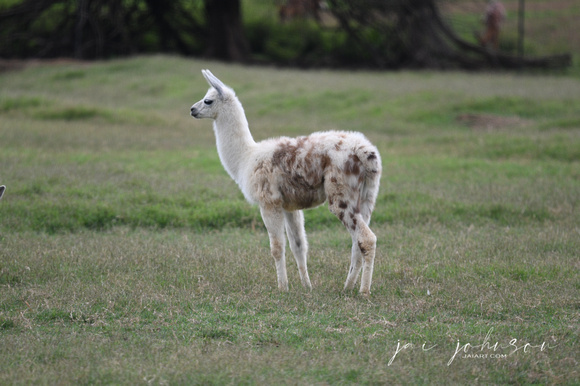 Llama Tennessee Safari Park July 2021