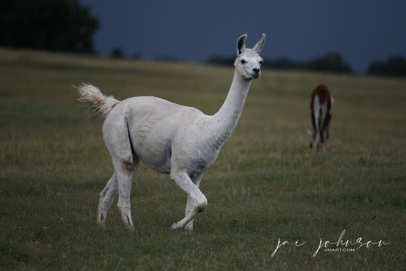 White Llama Tennessee Safari Park July 2021
