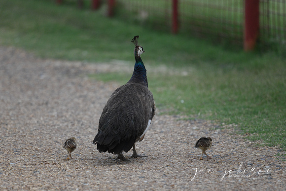 Momma Peafowl With Chicks Tennessee Safari Park July 2021