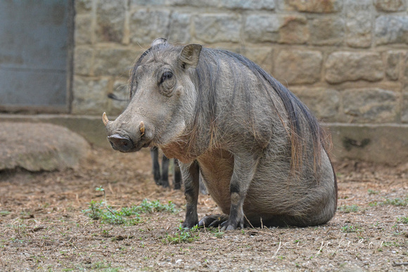 Warthog - Adult Female