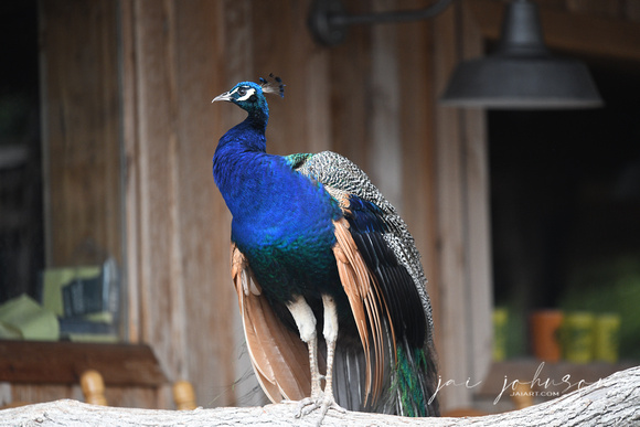Peacock Tennessee Safari Park July 2021