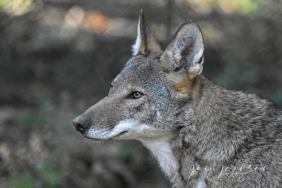 Male Red Wolf Portrait