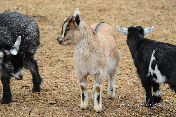 Nubian Dwarf Goats 035203152015