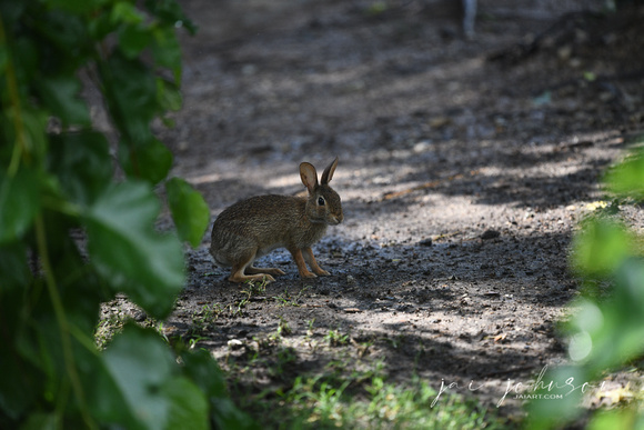 Wild Bunny Rabbit Tennessee Safari Park July 2021