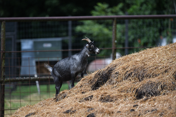 Goat Tennessee Safari Park July 2021