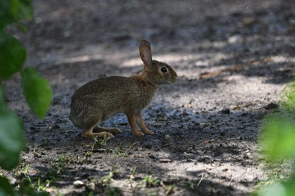 Wild Bunny Rabbit Tennessee Safari Park July 2021