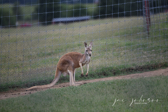 Kangaroo Tennessee Safari Park July 2021
