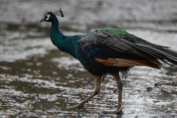 Peacock in the Rain Water Tennessee Safari Park July 2021