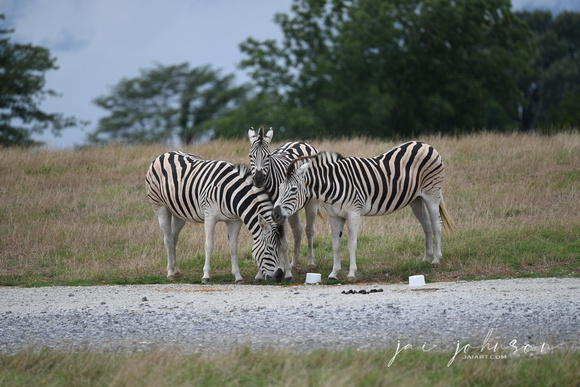 Zebra Tennessee Safari Park July 2021