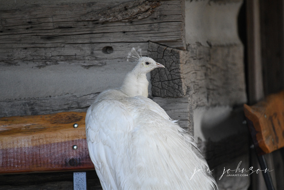 Albino Peacock Tennessee Safari Park July 2021