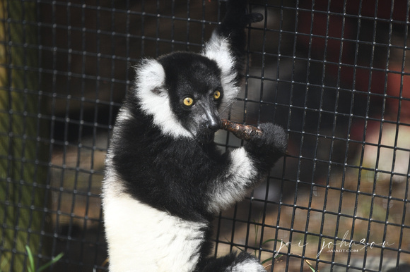 Lemur Tennessee Safari Park July 2021