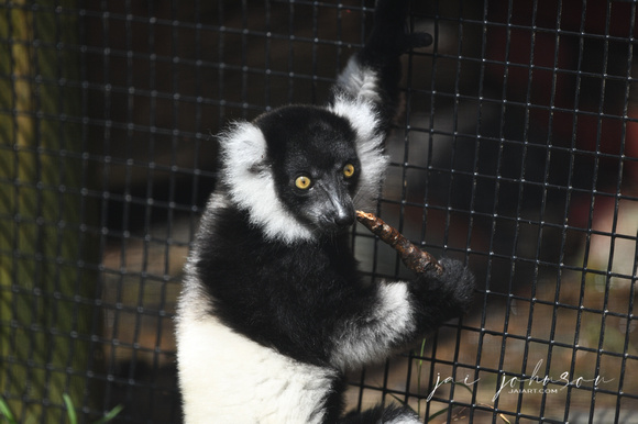 Lemur Tennessee Safari Park July 2021