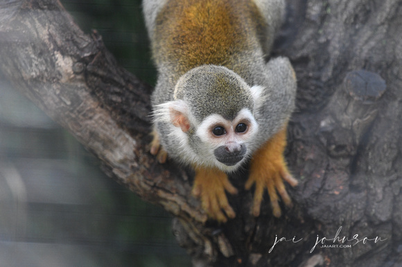Squirrel Monkey Tennessee Safari Park July 2021