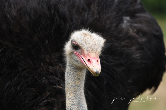 Ostrich Tennessee Safari Park July 2021