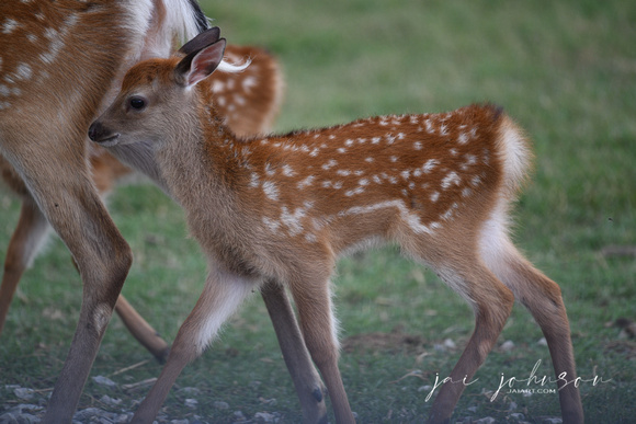 Deer Tennessee Safari Park July 2021