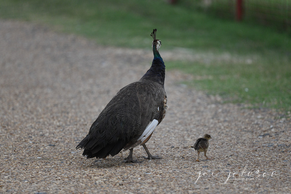 Momma Peafowl With Chicks Tennessee Safari Park July 2021
