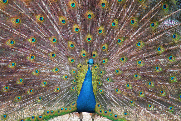 Strutting Peacock 003303032015