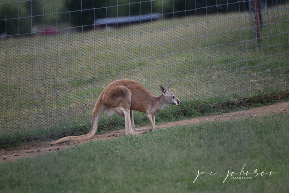 Kangaroo Tennessee Safari Park July 2021