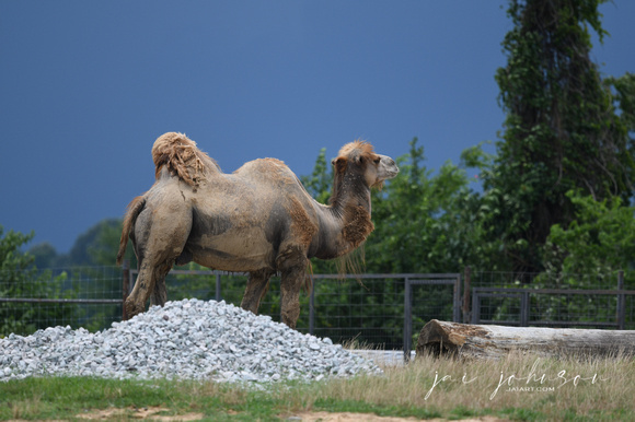 Camel Tennessee Safari Park July 2021