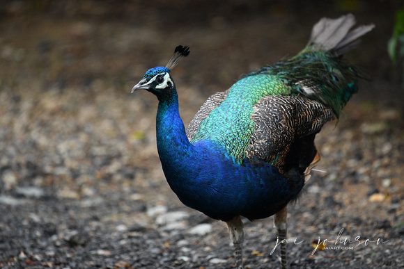 Peacock Tennessee Safari Park July 2021