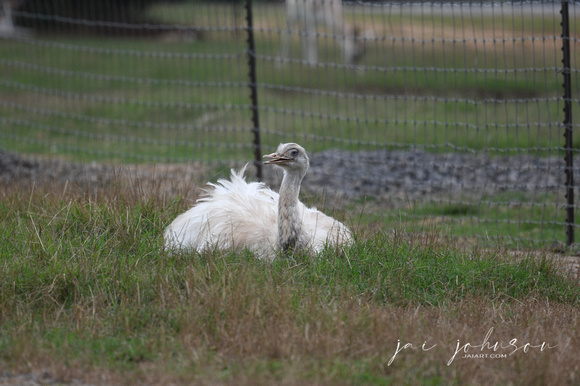 White Emu Tennessee Safari Park July 2021
