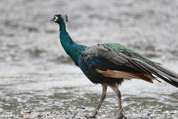 Peacock in the Rain Water Tennessee Safari Park July 2021