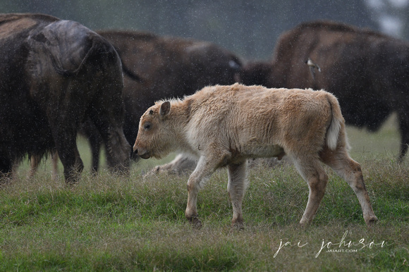Baby White Buffalo Tennessee Safari Park July 2021