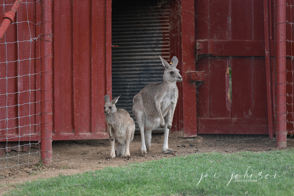 Momma and Baby Kangaroo Tennessee Safari Park July 2021