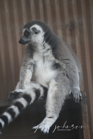 Ring Tailed Lemur Tennessee Safari Park July 2021