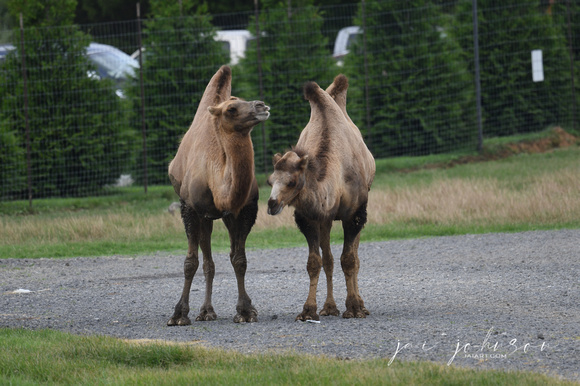 Camels Tennessee Safari Park July 2021