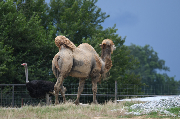 Camel Tennessee Safari Park July 2021