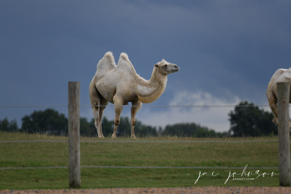 White Camel Tennessee Safari Park July 2021