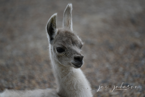 Baby Llama Tennessee Safari Park July 2021