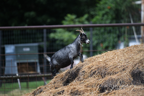 Goat Tennessee Safari Park July 2021